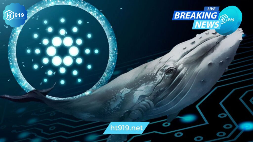 Cardano 202411e144b5